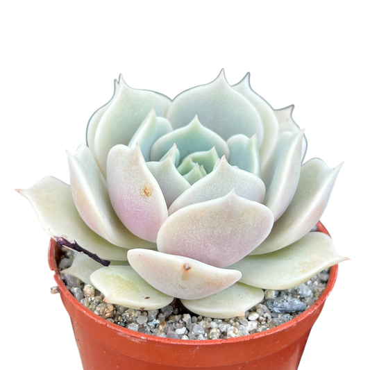 Echeveria jovibar