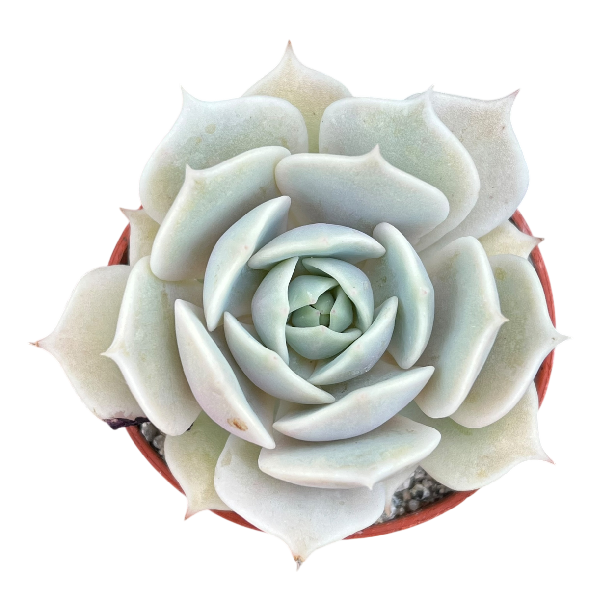 Echeveria jovibar
