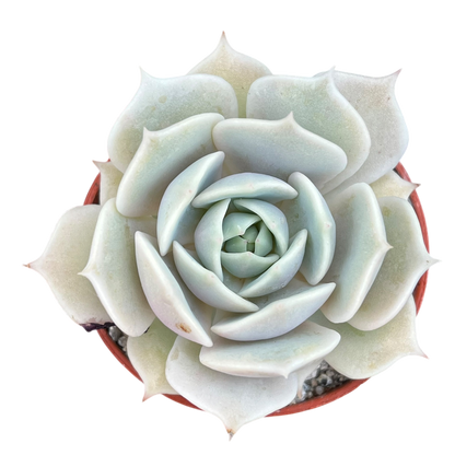 Echeveria jovibar