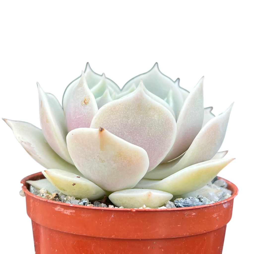 Echeveria jovibar