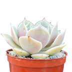 Echeveria jovibar