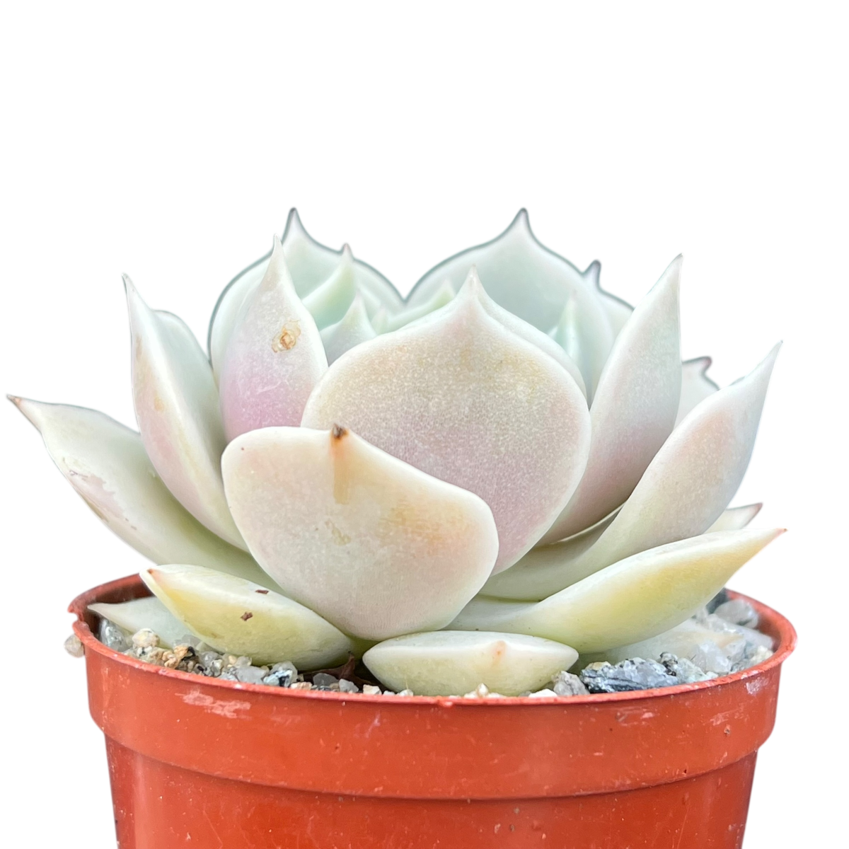 Echeveria jovibar
