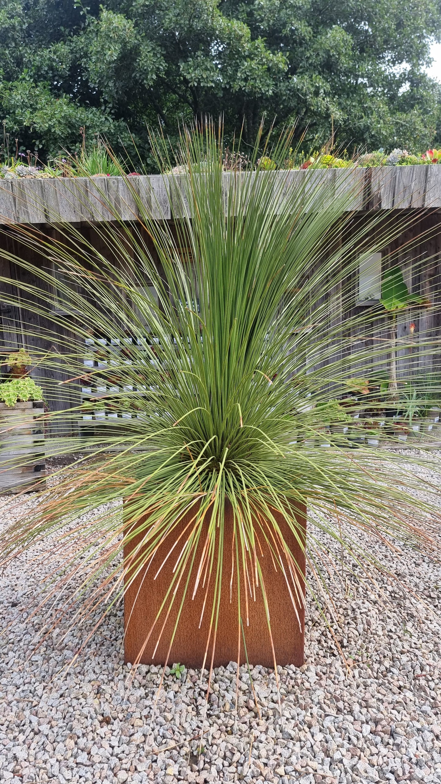 Dasylirion longissimum (Mexican Grass Tree)