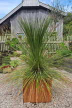 Dasylirion longissimum | Mexican Grass Tree