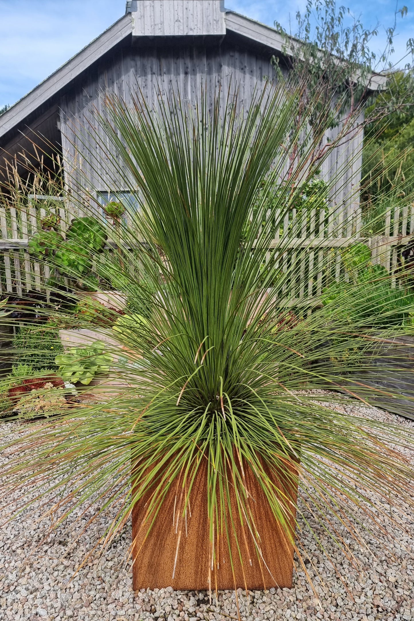 Dasylirion longissimum (Mexican Grass Tree)