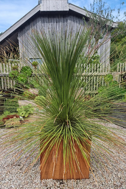 Dasylirion longissimum (Mexican Grass Tree)