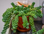 Sedum burrito