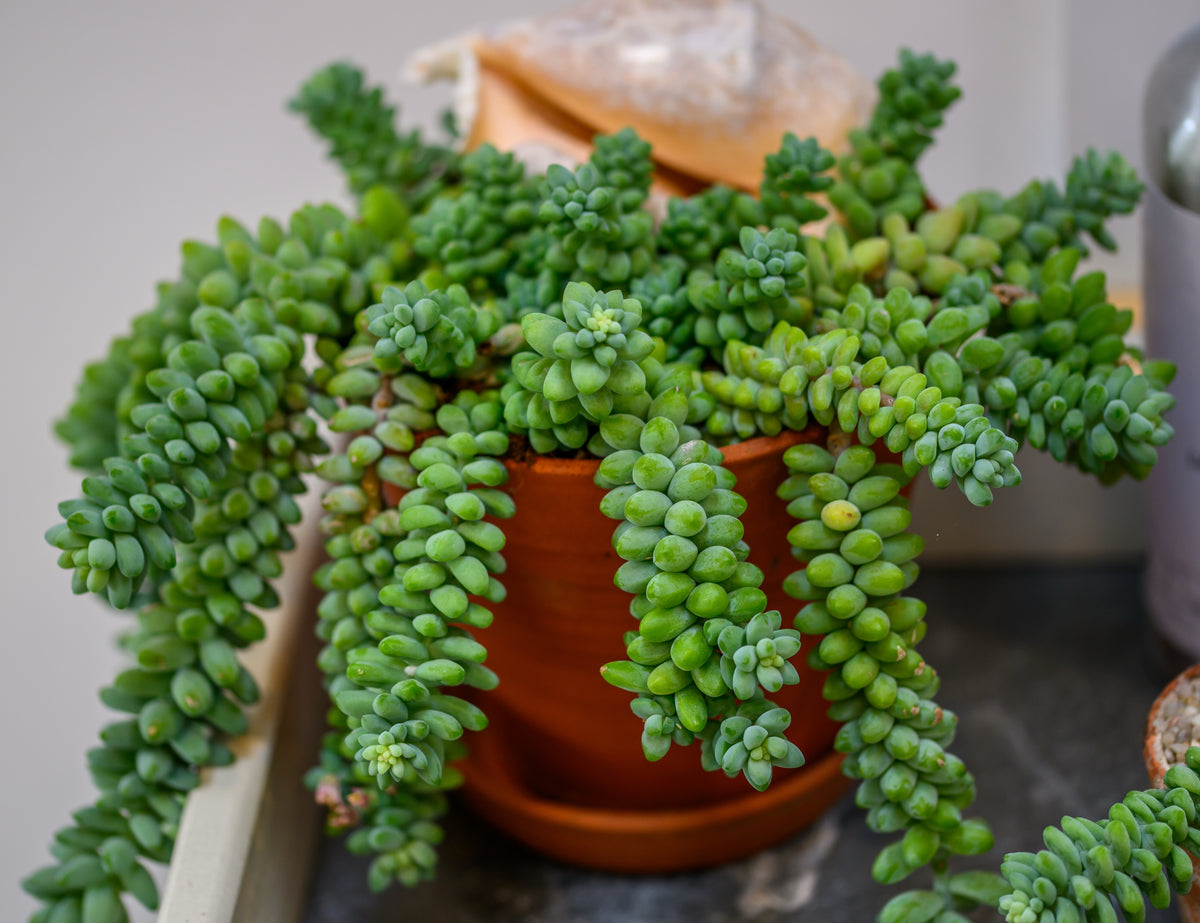 Sedum burrito