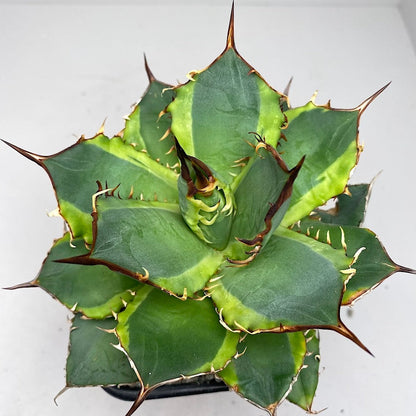 Agave titanota 'Genryu Kifukurin'