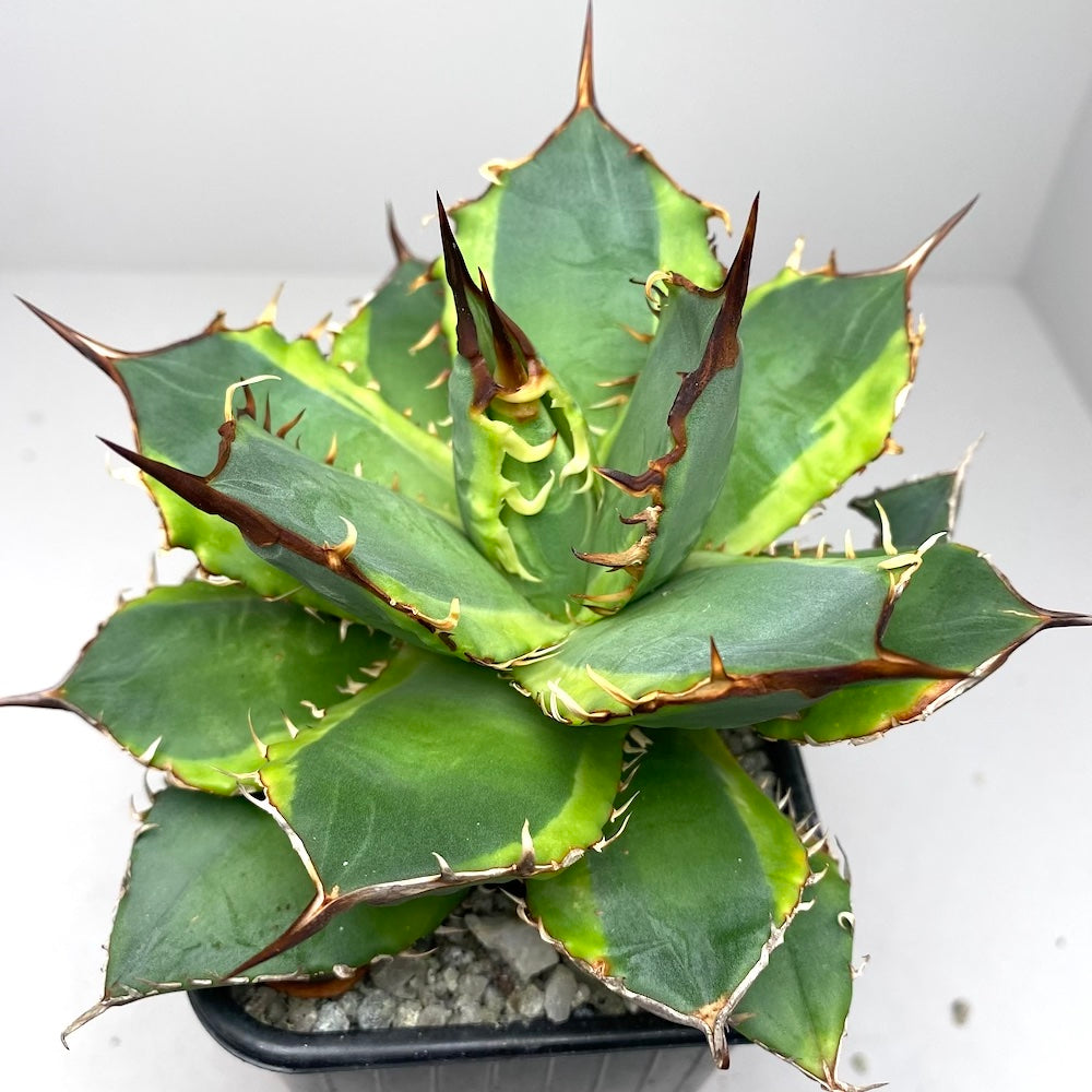 Agave titanota 'Genryu Kifukurin'