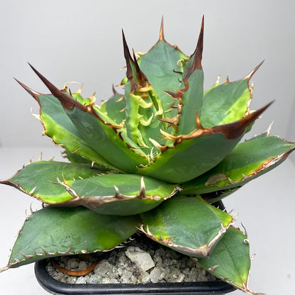 Agave titanota 'Genryu Kifukurin'