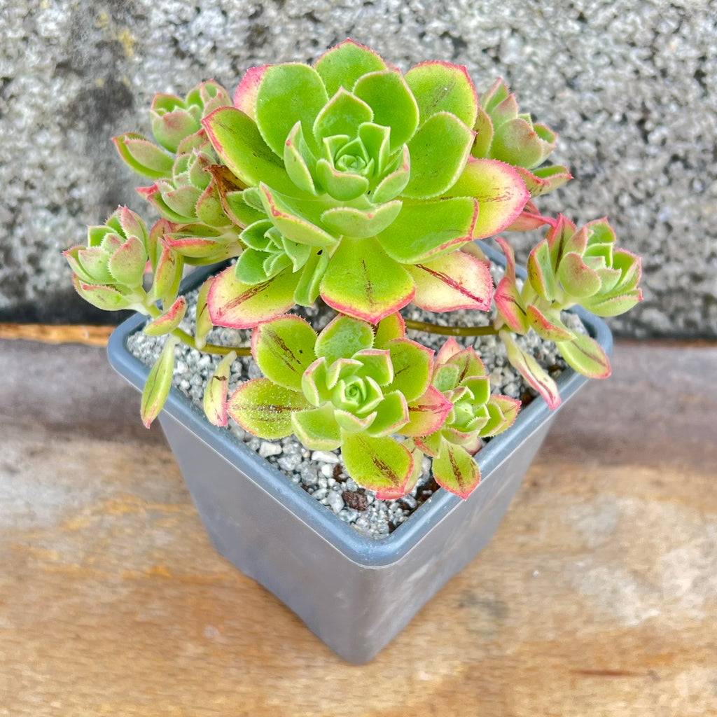 Aeonium castello-paviae var. sarae