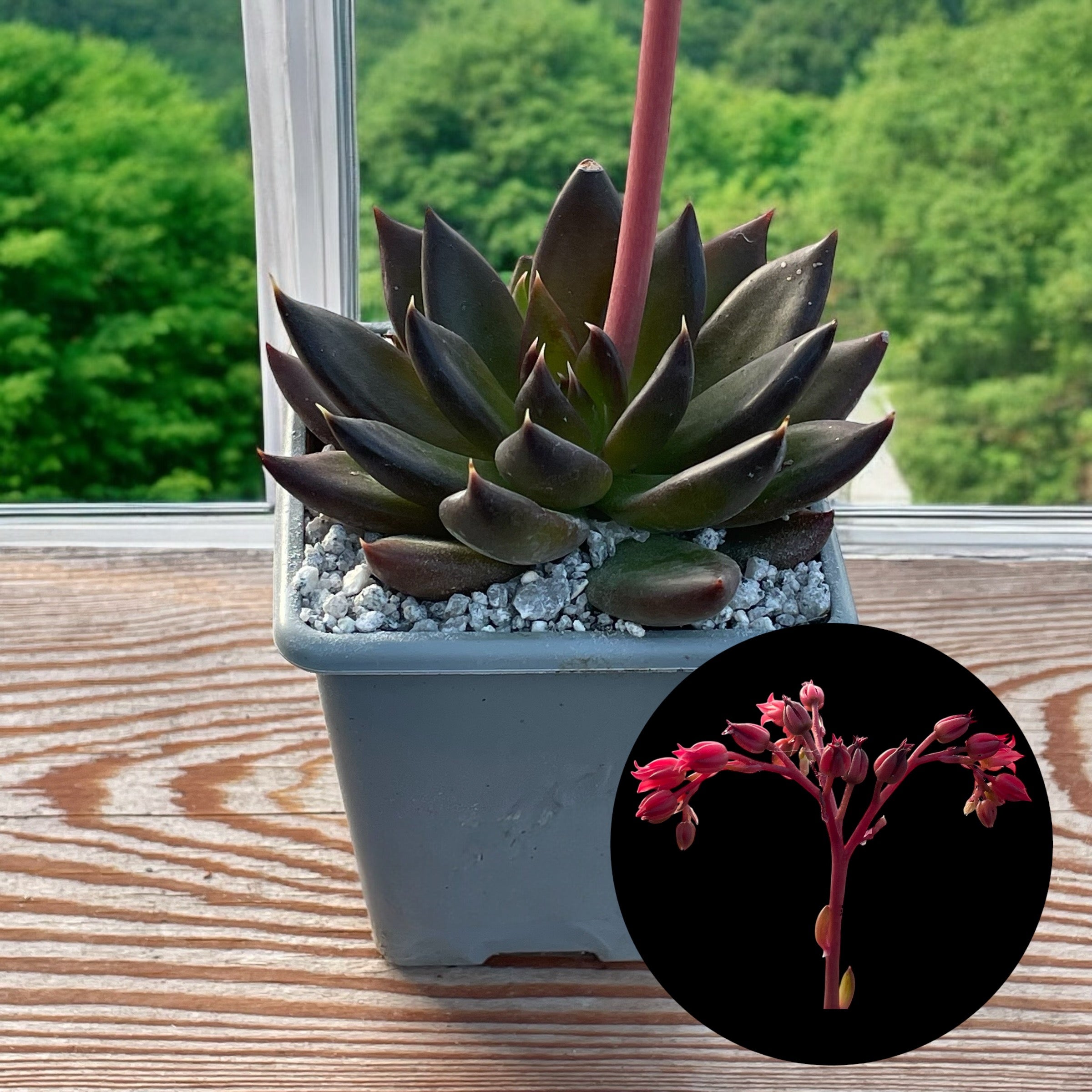 affinis succulent Echeveria affinis – Surreal Succulents