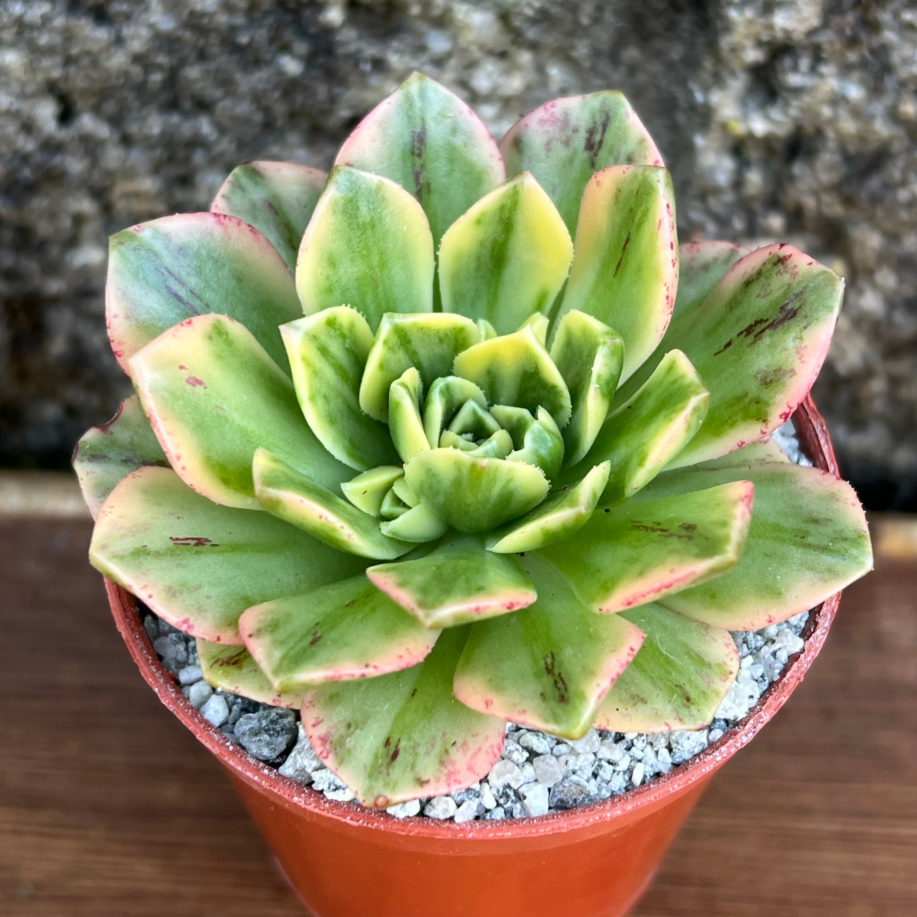 succulent with pink tinged leaves Aeonium 'Green Tea' – Surreal Succulents