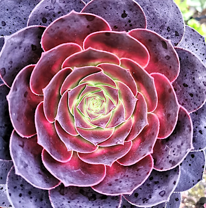 blood rose succulent Aeonium 'Blood' – Surreal Succulents