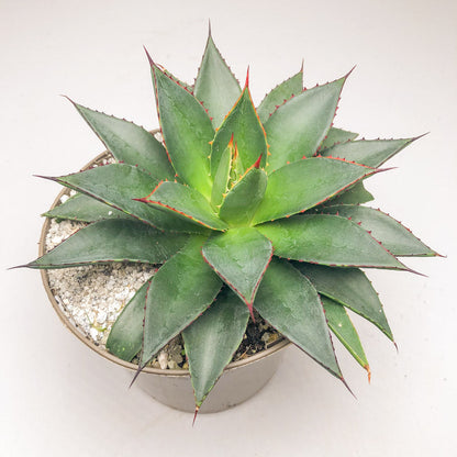 Agave ‘Shaka Zulu’