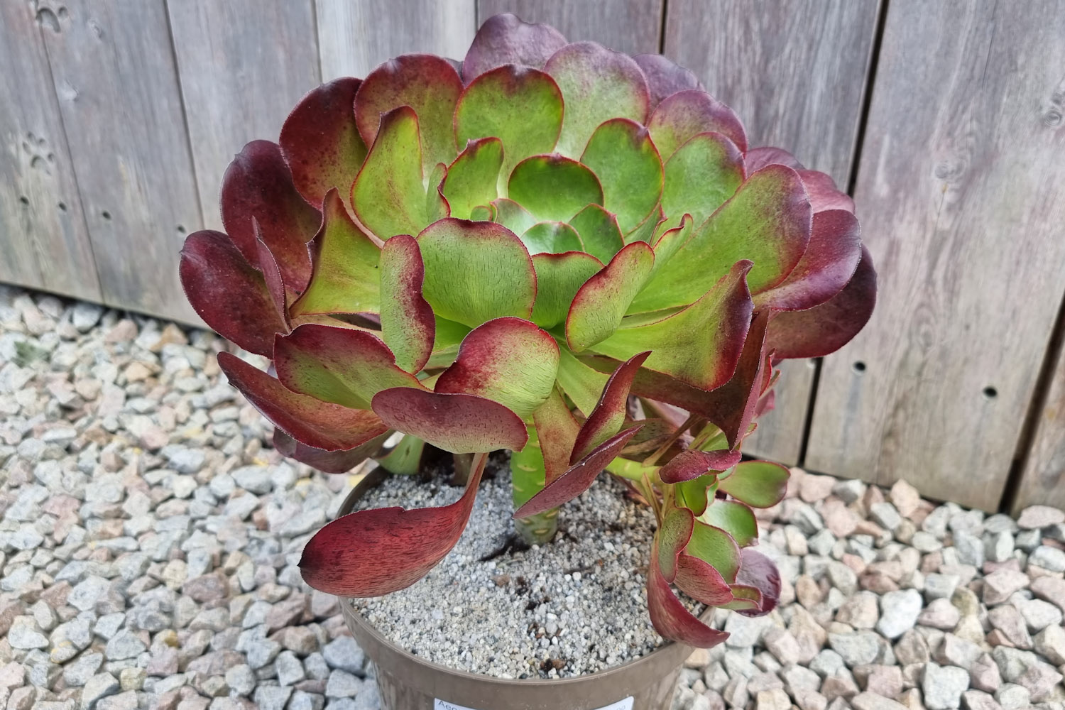 Potted succulent plant with red and green leaves on a gravel surface.