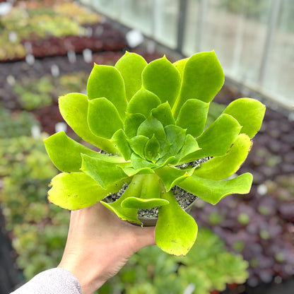 Aeonium cuneatum