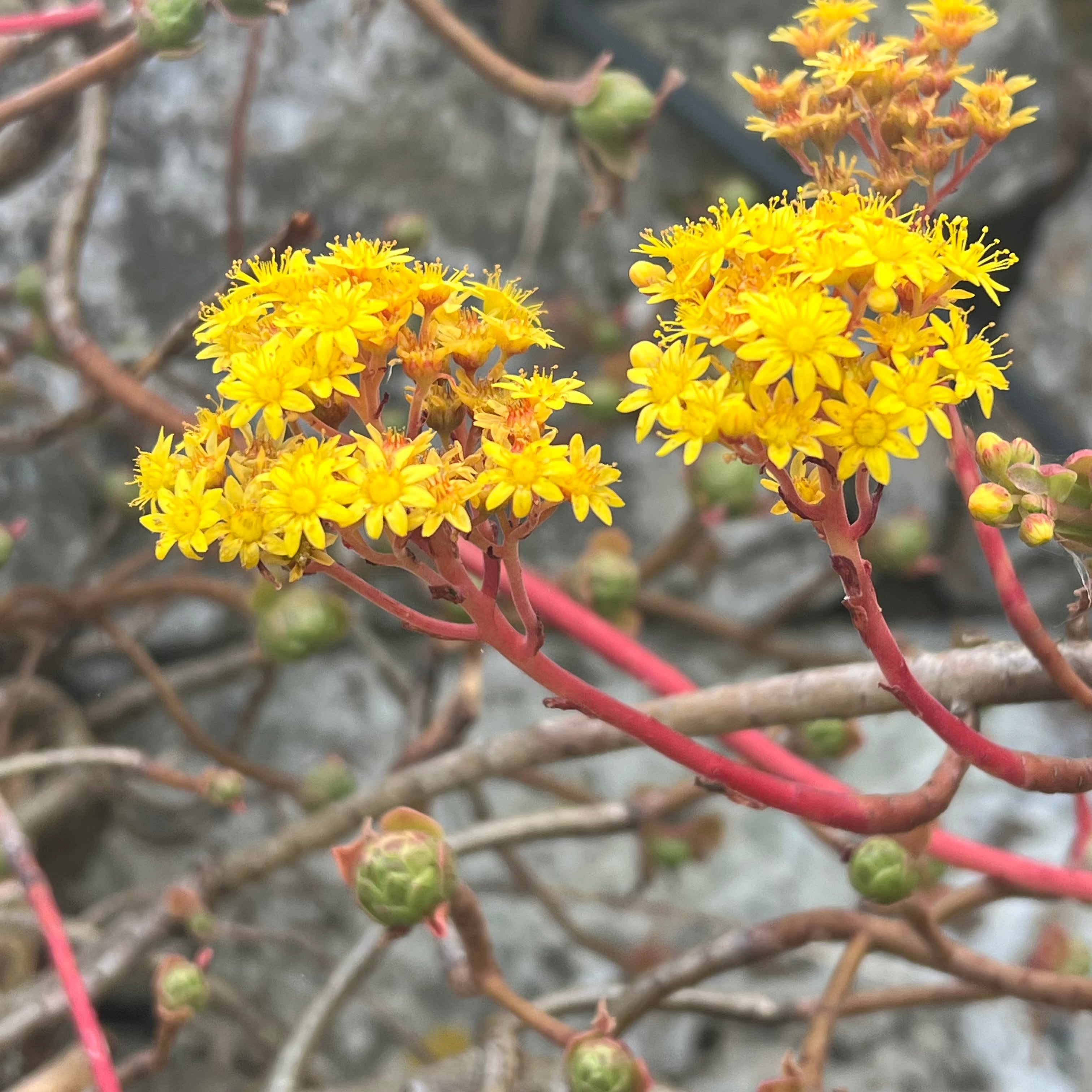 アエオニウムの花：知っておくべきことすべて – Surreal Succulents