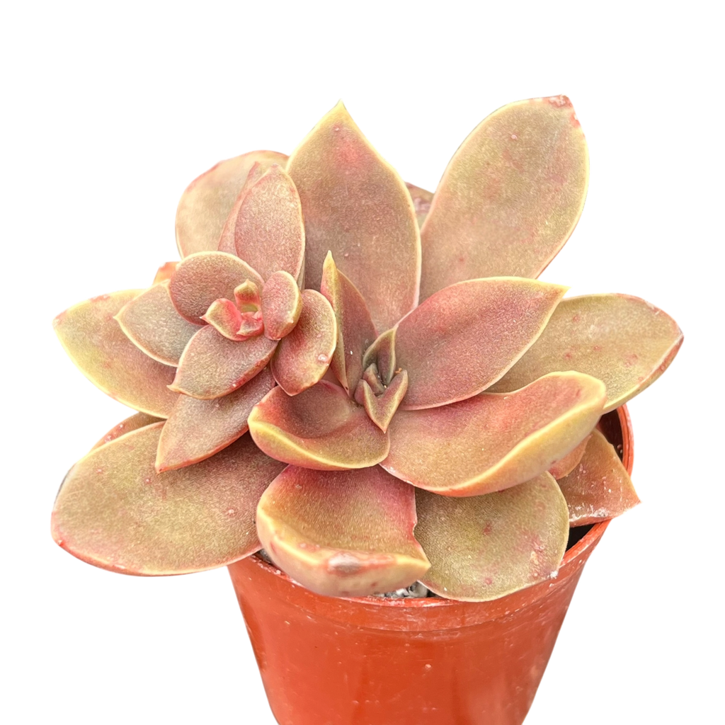 Echeveria carnicolor