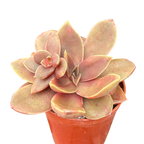 Echeveria carnicolor