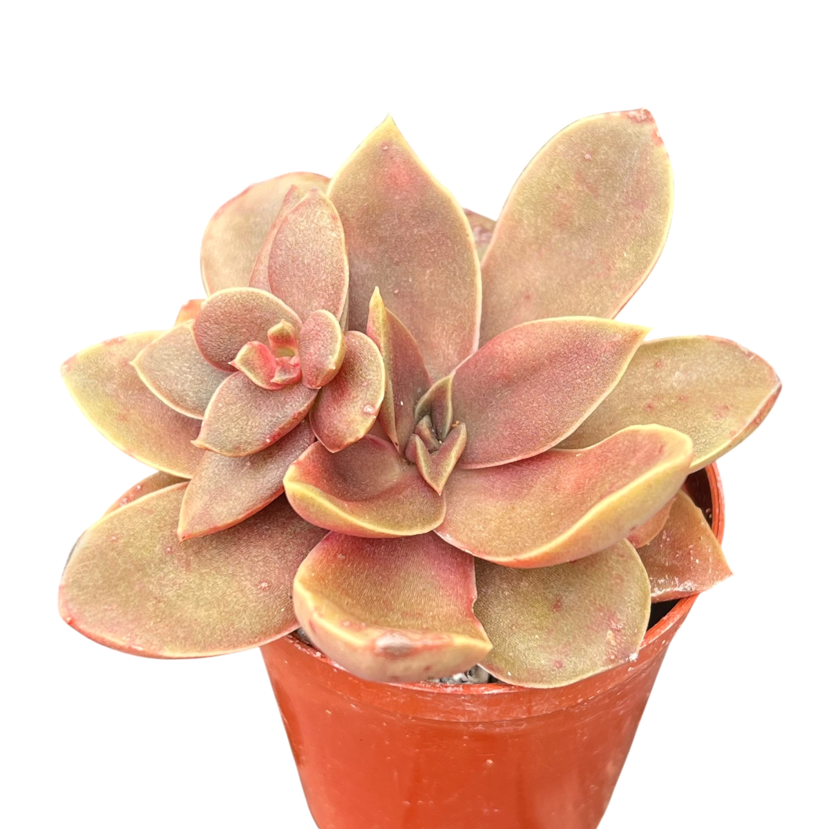 Echeveria carnicolor