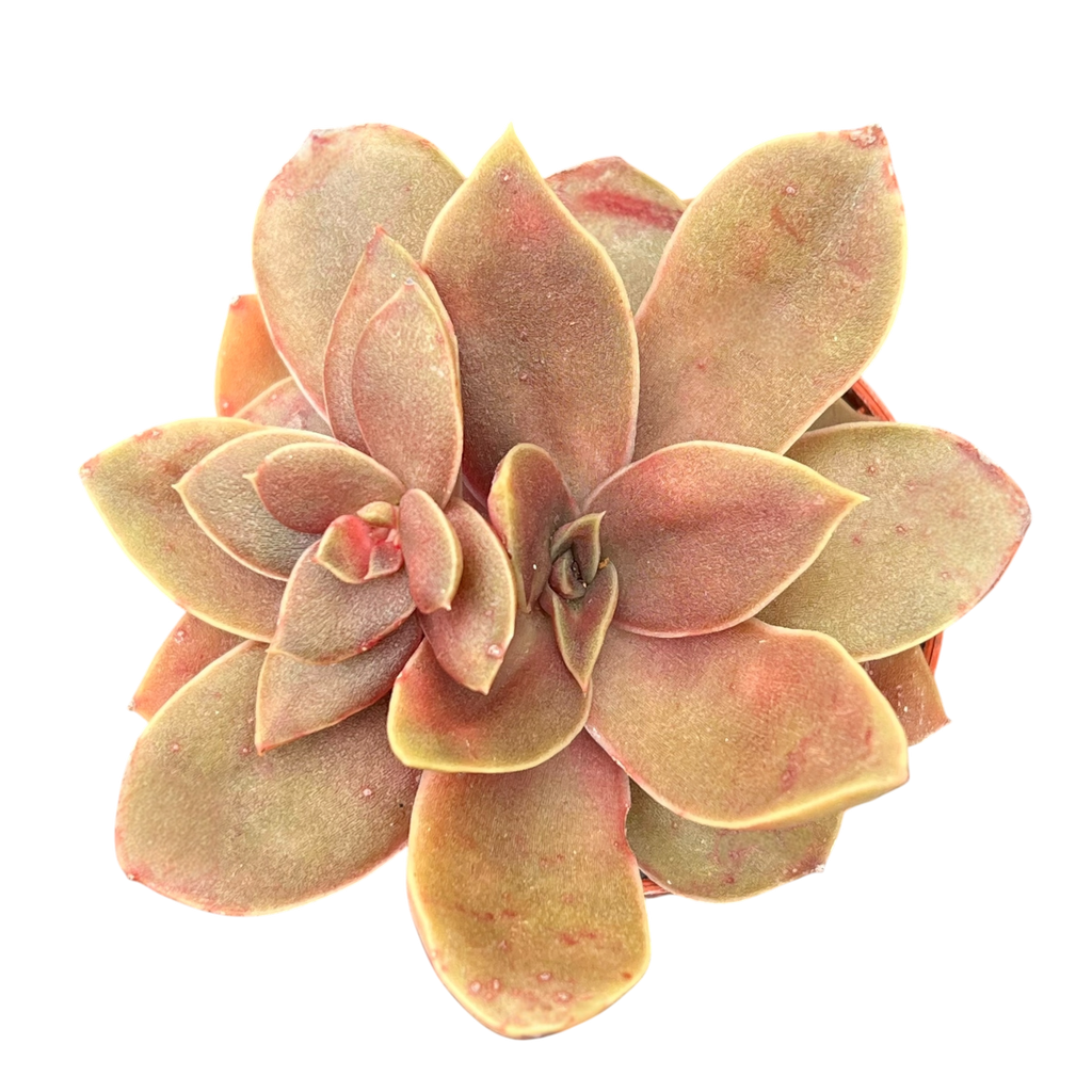 Echeveria carnicolor