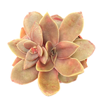 Echeveria carnicolor