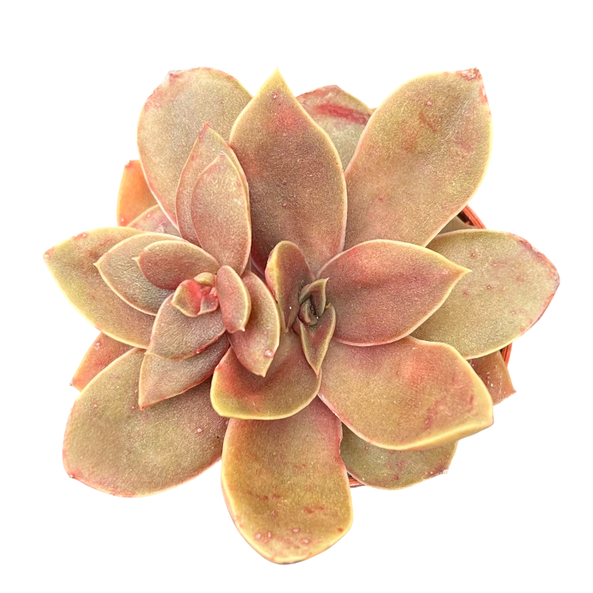 Echeveria carnicolor