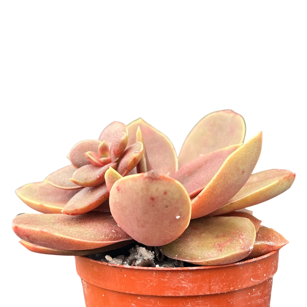 Echeveria carnicolor