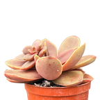 Echeveria carnicolor
