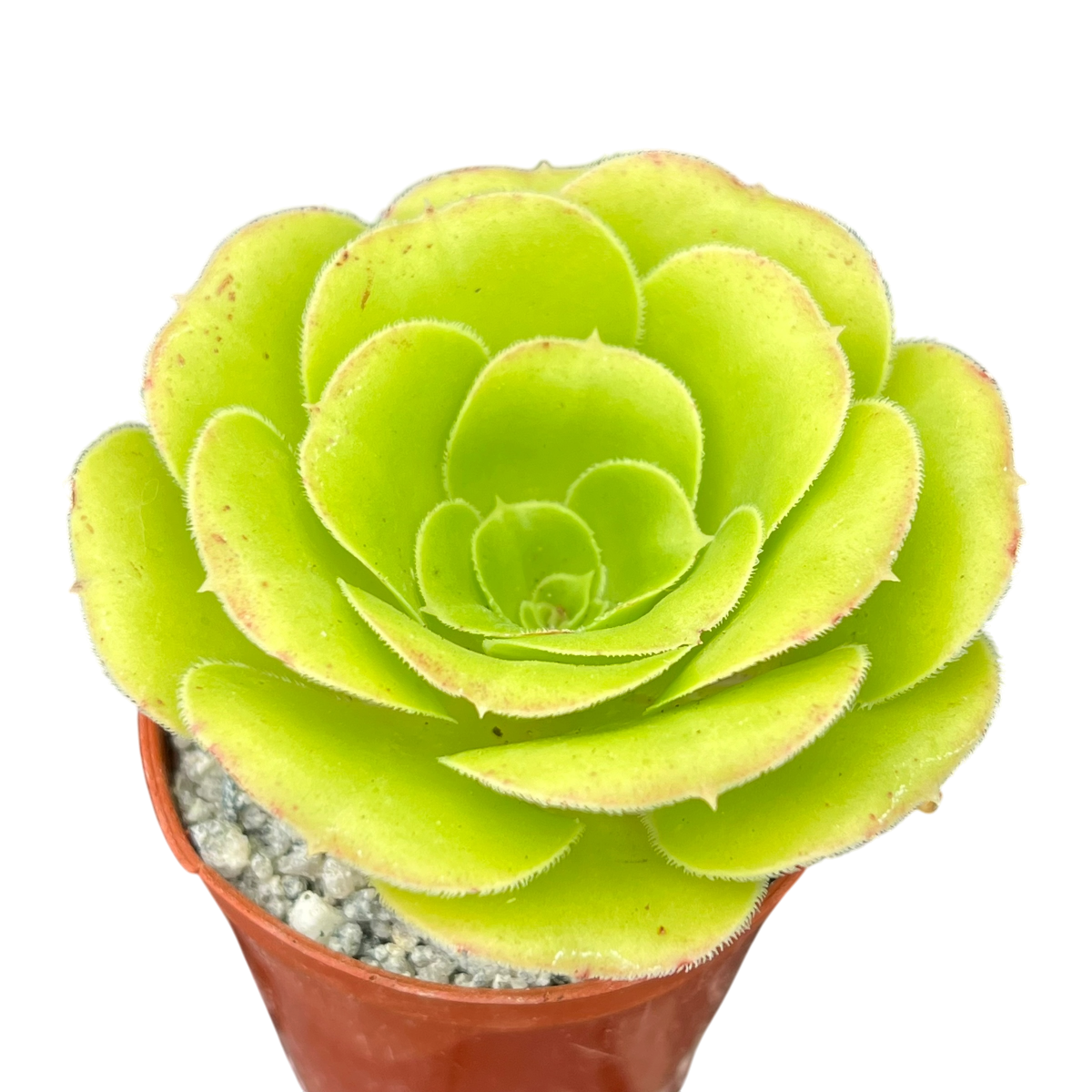 Aeonium arboreum v. magnificum