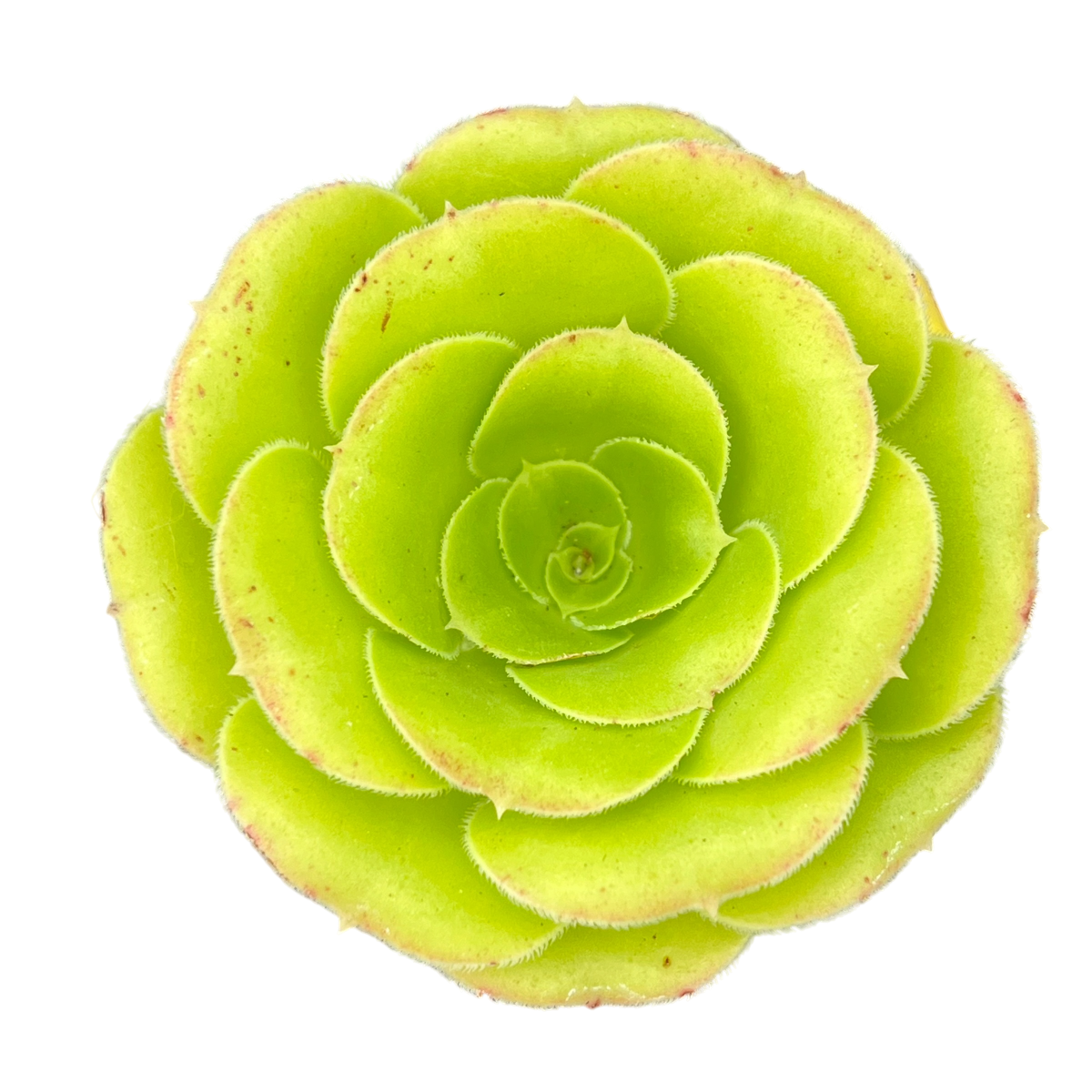 Aeonium arboreum v. magnificum