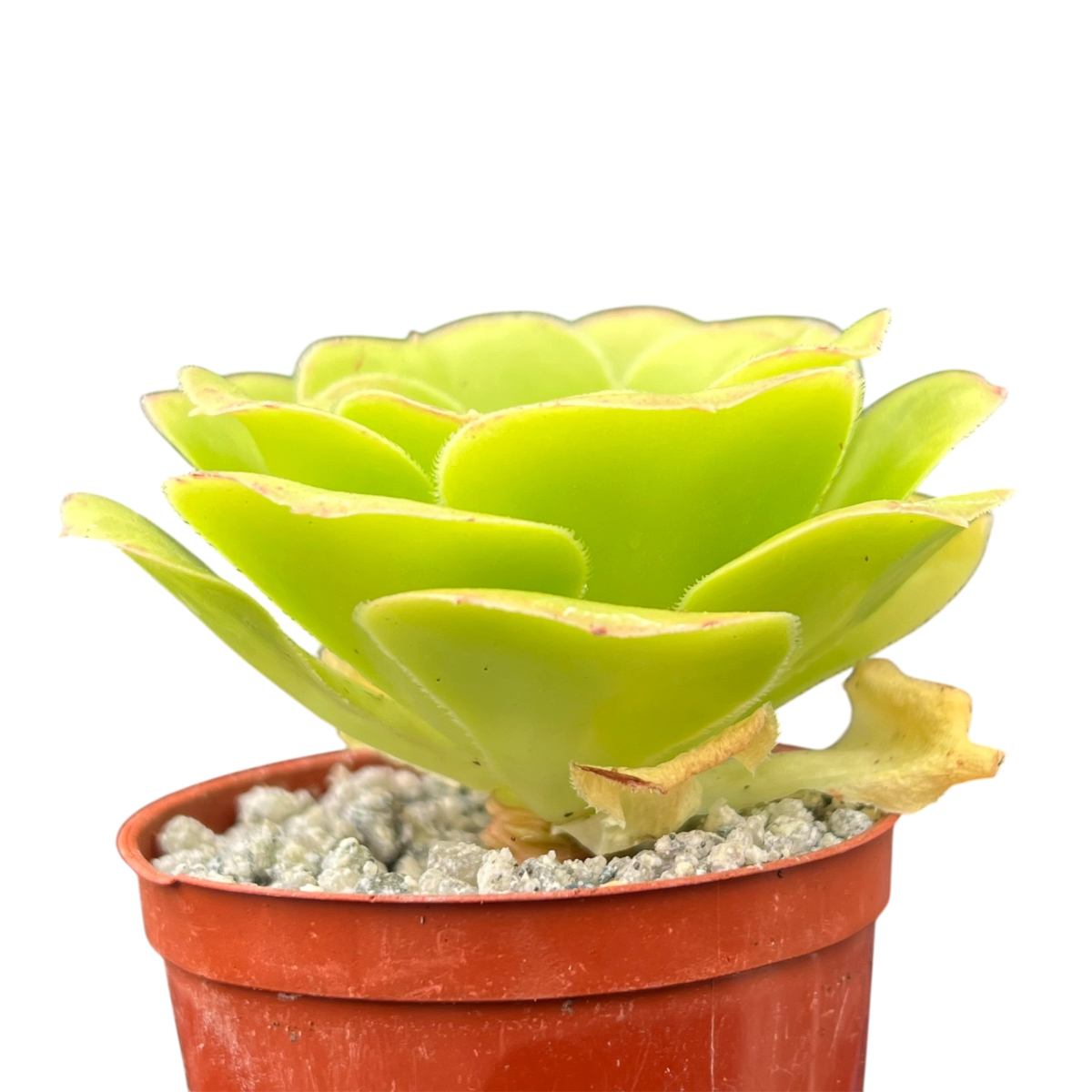 Aeonium arboreum v. magnificum