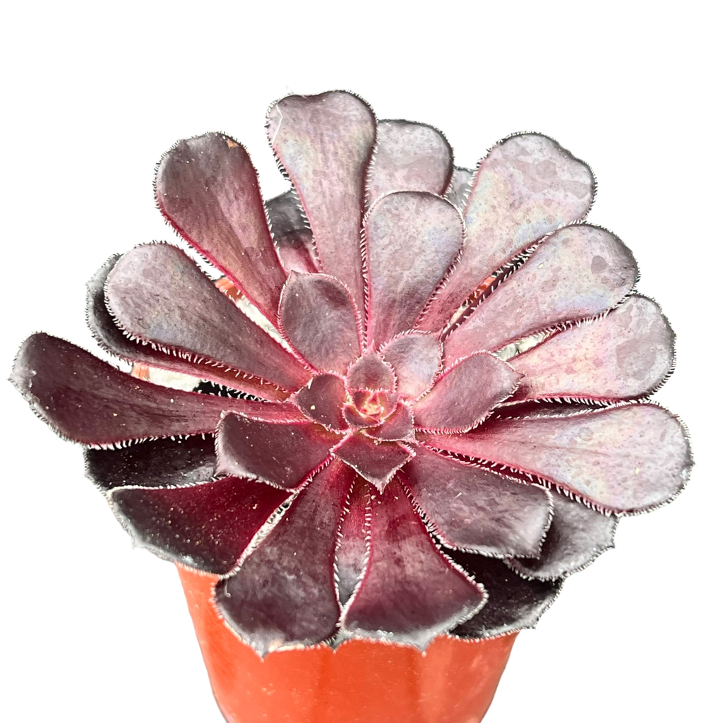 Aeonium 'Schwarzkopf'