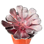 Aeonium 'Schwarzkopf'