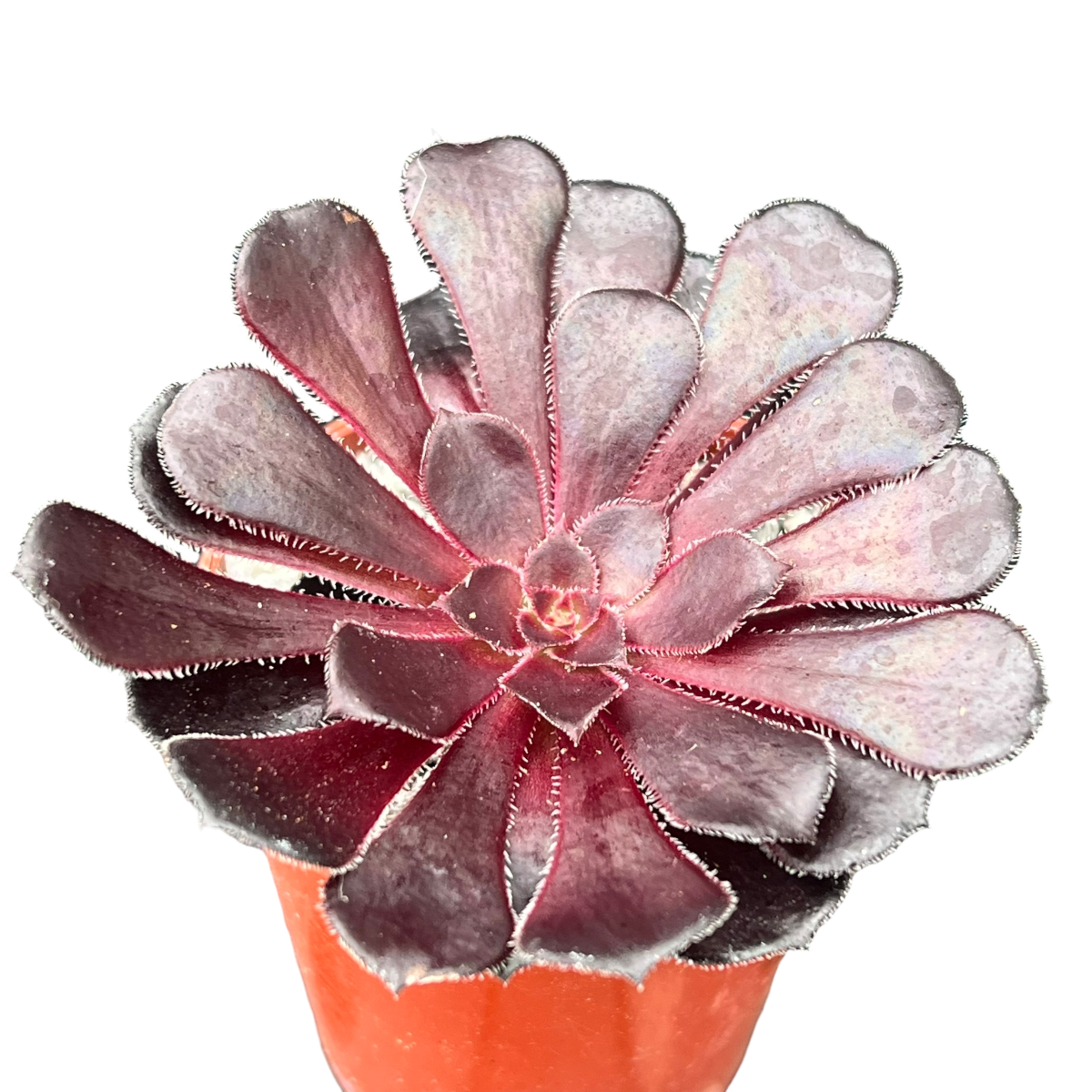 Aeonium 'Schwarzkopf'