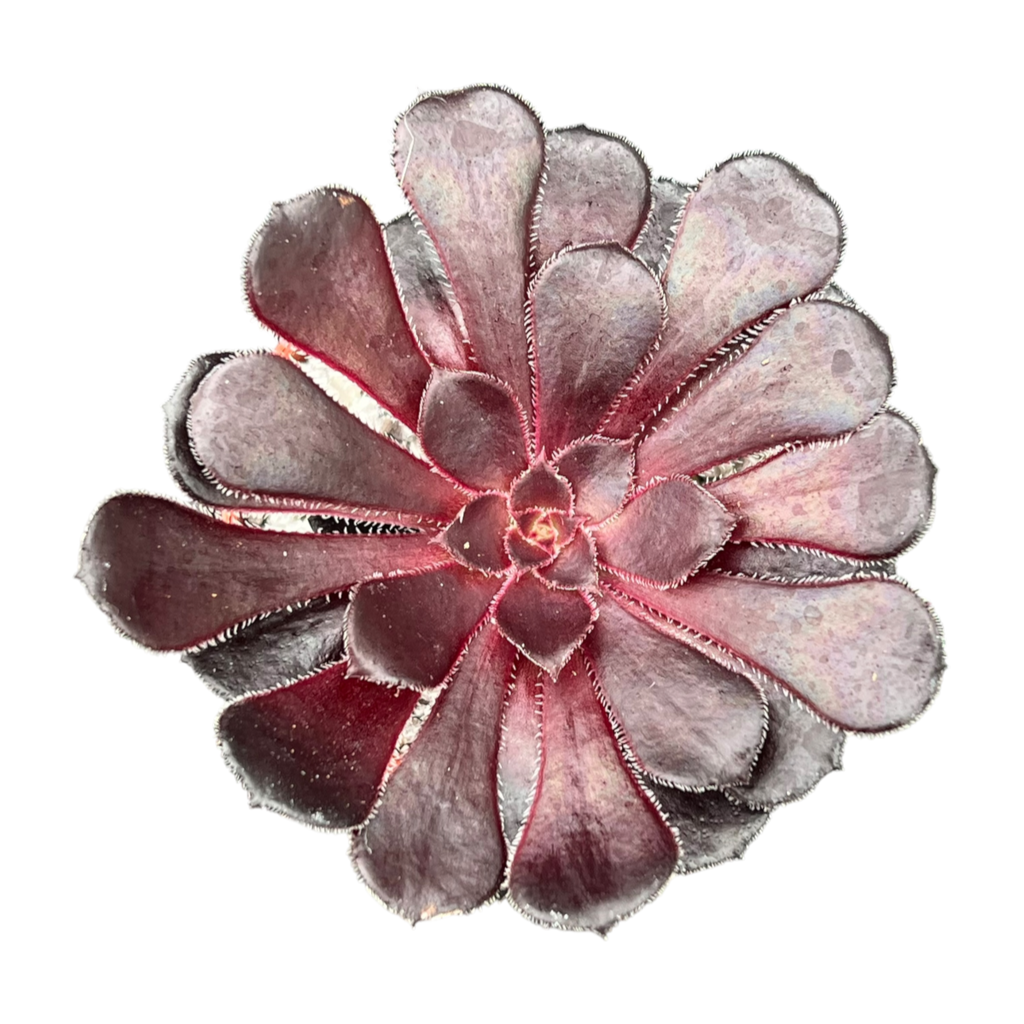 Aeonium 'Schwarzkopf'