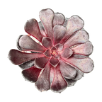 Aeonium 'Schwarzkopf'