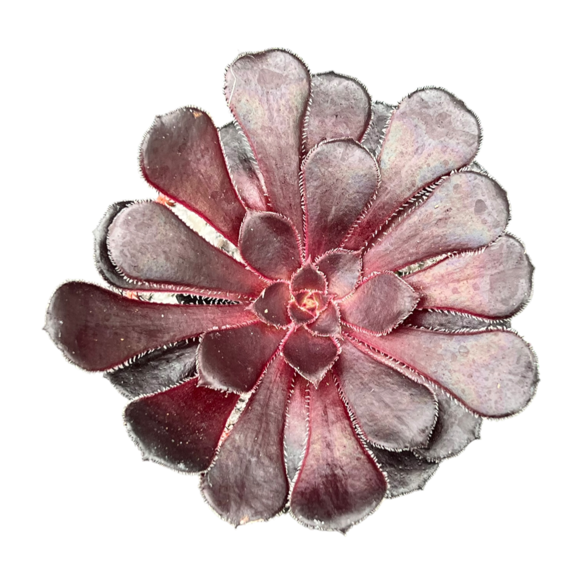 Aeonium 'Schwarzkopf'