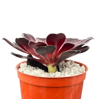 Aeonium 'Schwarzkopf'