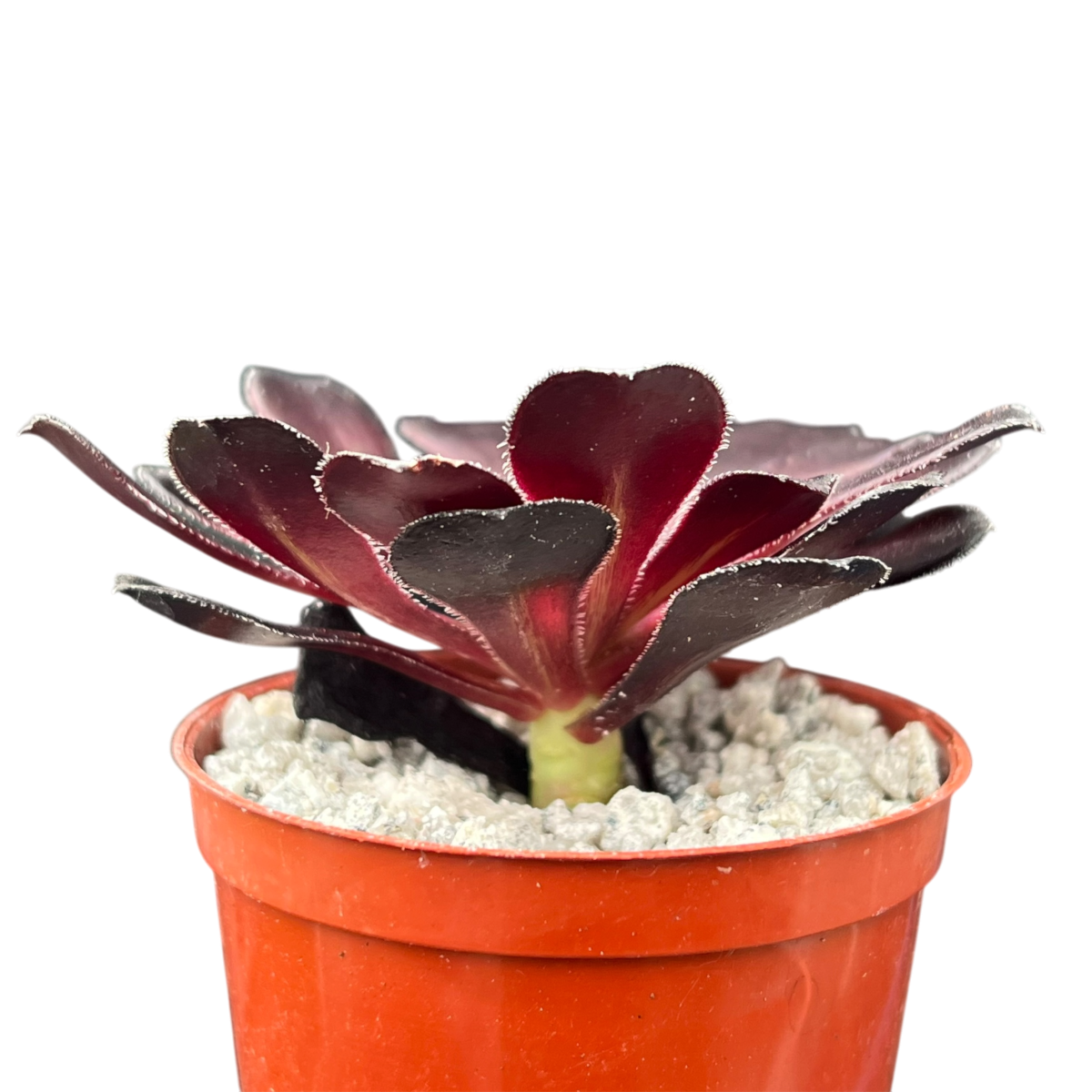 Aeonium 'Schwarzkopf'