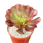Aeonium arboreum atropurpureum