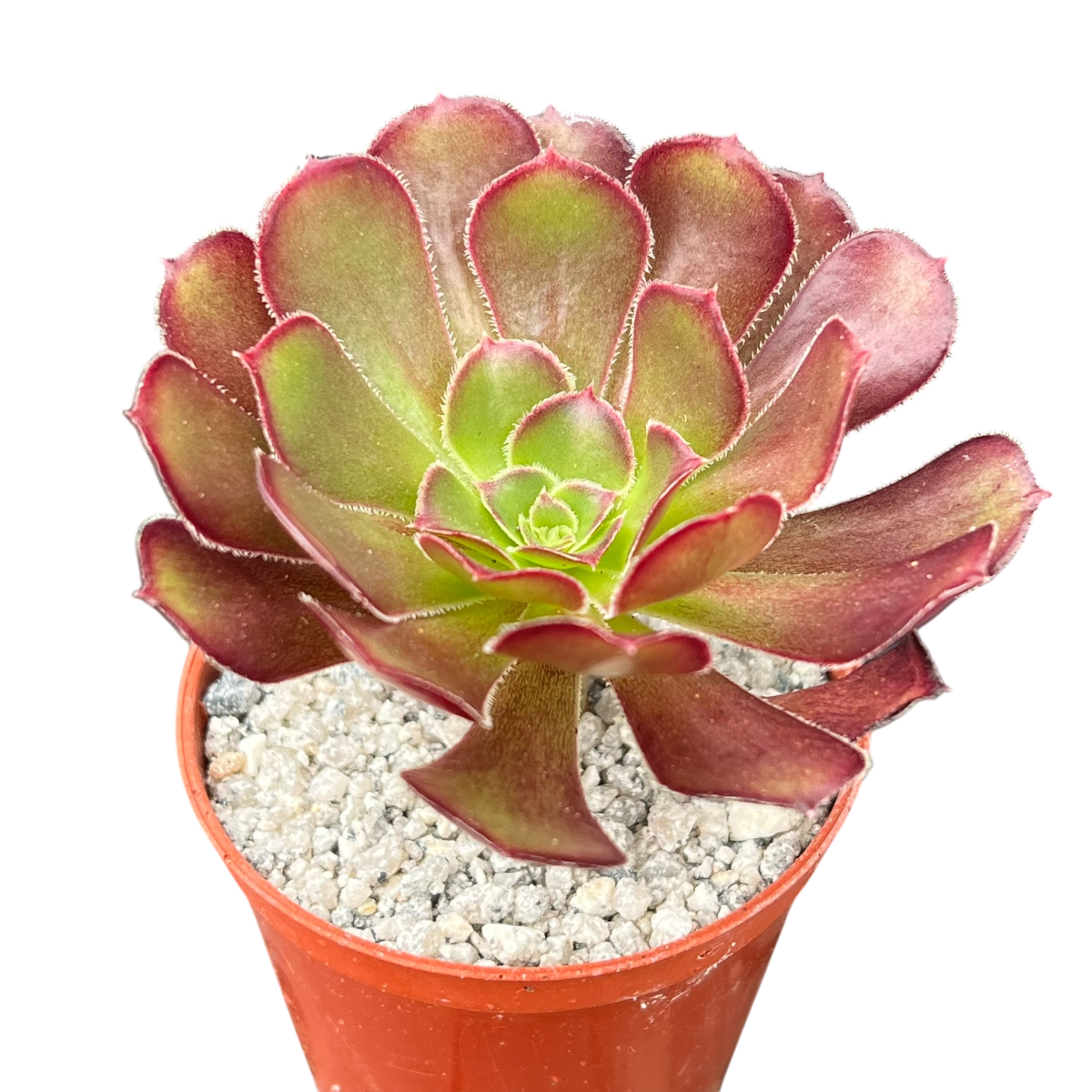 Aeonium arboreum atropurpureum