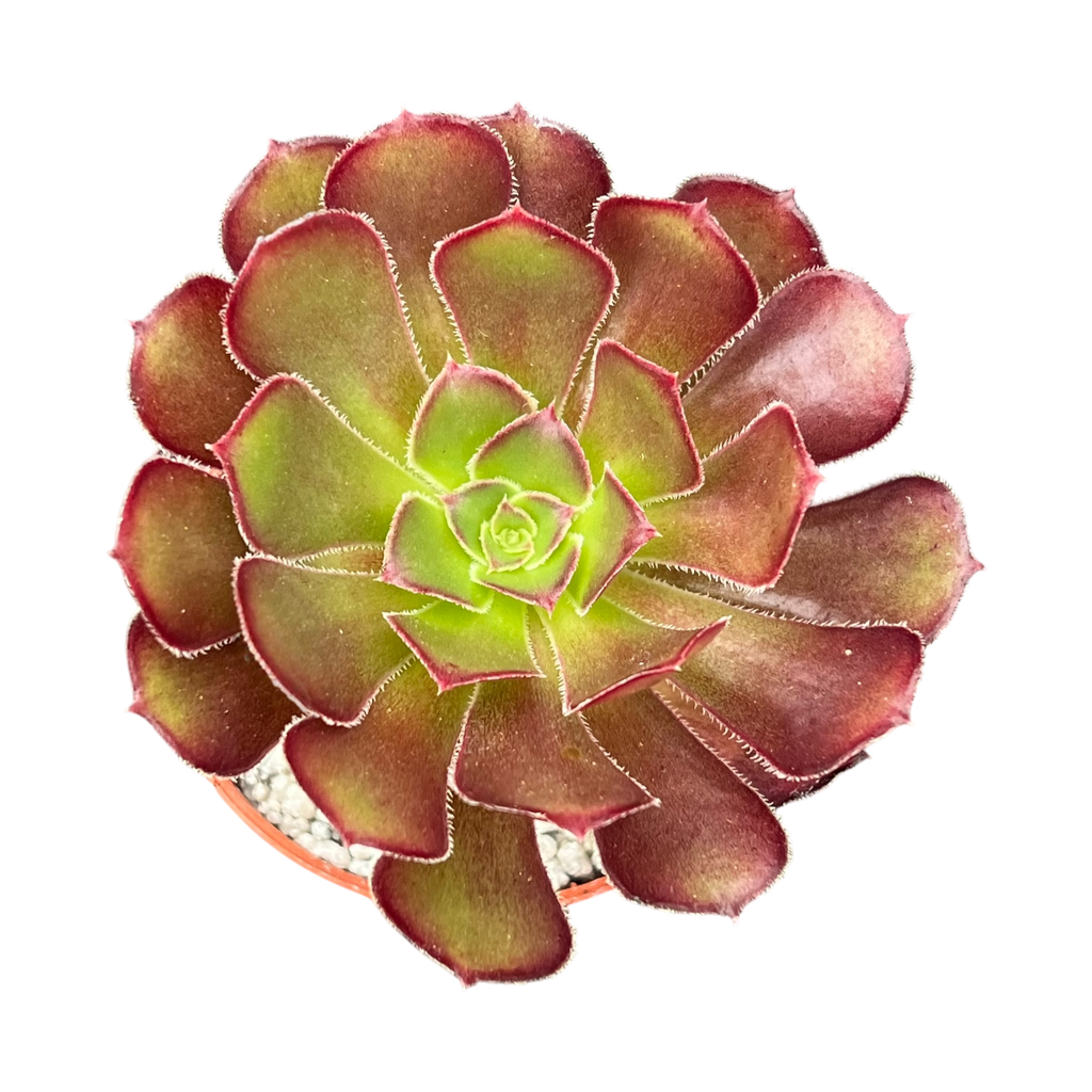 Aeonium arboreum atropurpureum