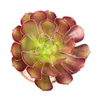 Aeonium arboreum atropurpureum