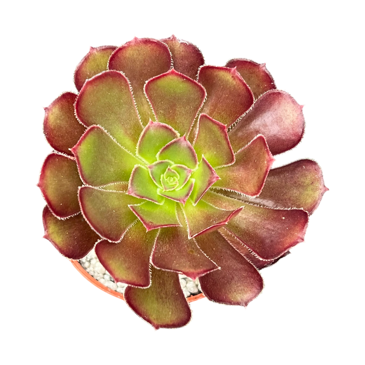 Aeonium arboreum atropurpureum