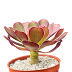 Aeonium arboreum atropurpureum