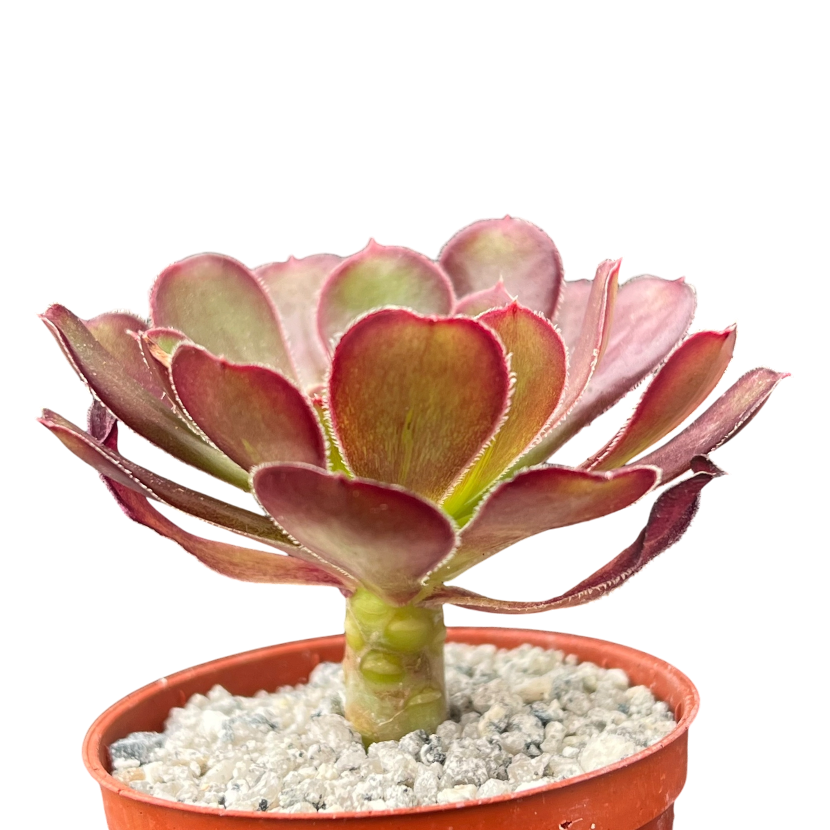 Aeonium arboreum atropurpureum