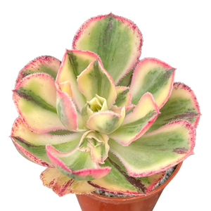 Aeonium 'Marnier Lapostlle' variegata